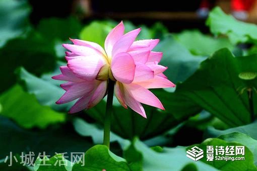 并蒂莲的象征意义是什么?形容女人什么的?