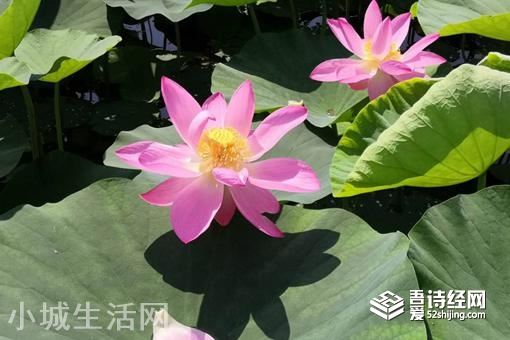 并蒂莲的象征意义是什么?形容女人什么的?