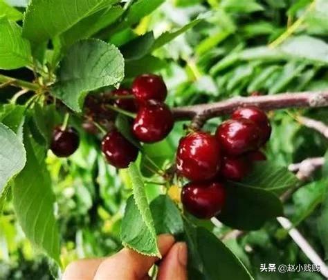 酒精能治樱桃根瘤吗?该怎么办?