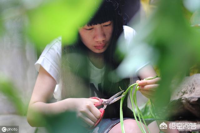 红薯藤越冬压条有什么方法？