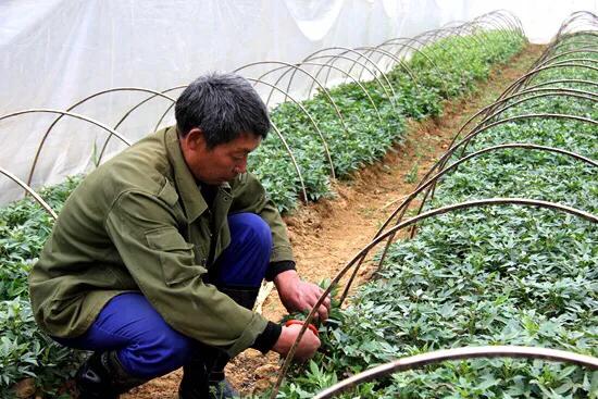 红薯藤越冬压条有什么方法？