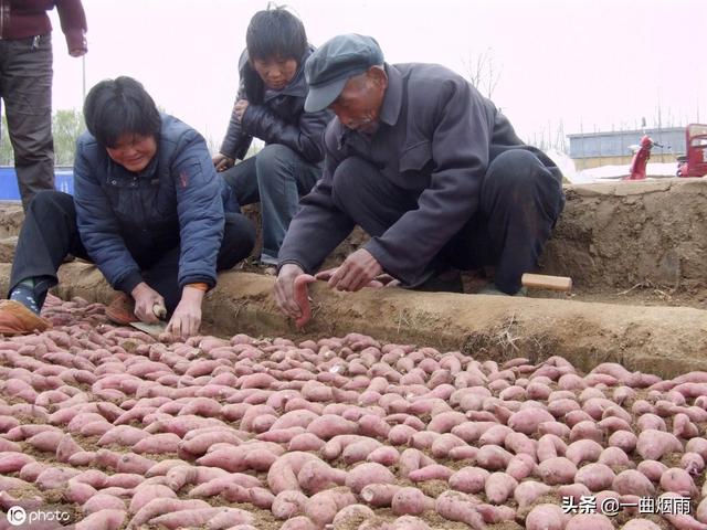 红薯藤越冬压条有什么方法？