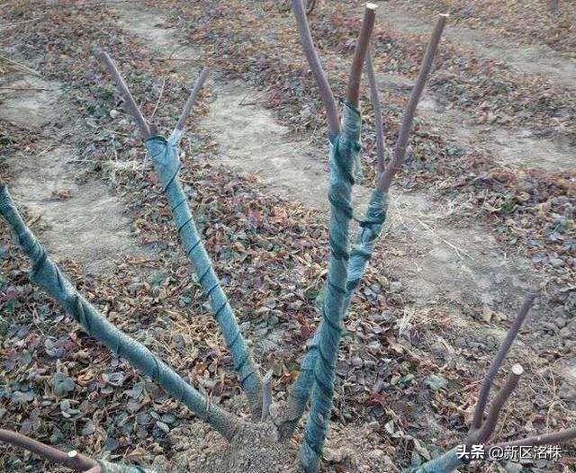 你种过无花果吗?需要注意什么?