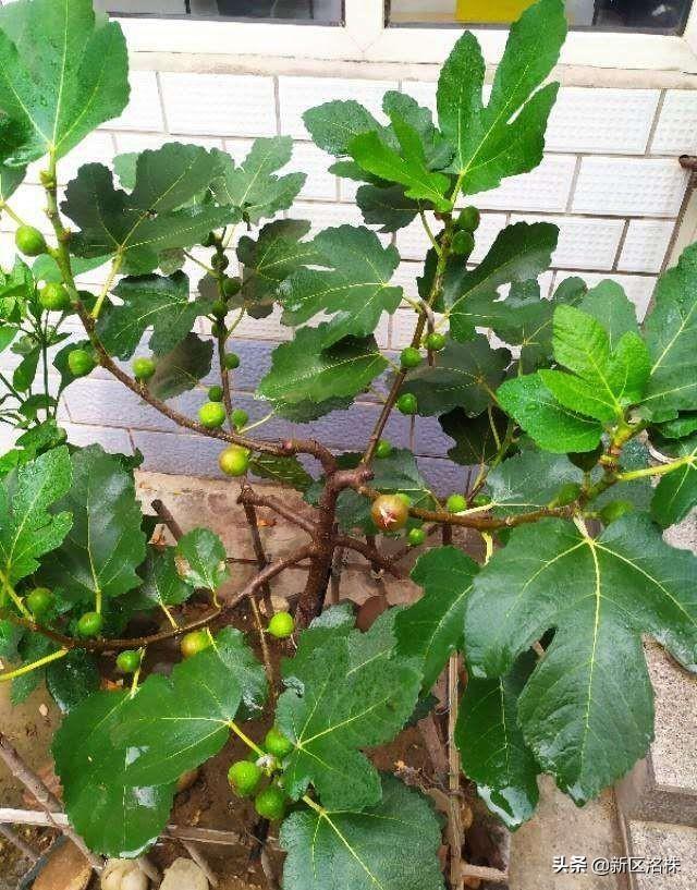 你种过无花果吗?需要注意什么?