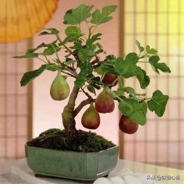 你种过无花果吗?需要注意什么?