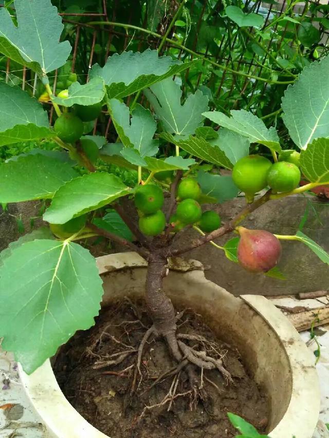 你种过无花果吗?需要注意什么?