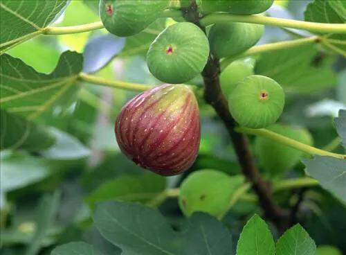 你种过无花果吗?需要注意什么?