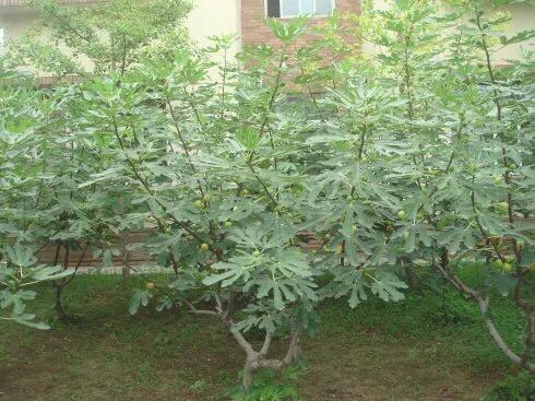 你种过无花果吗?需要注意什么?