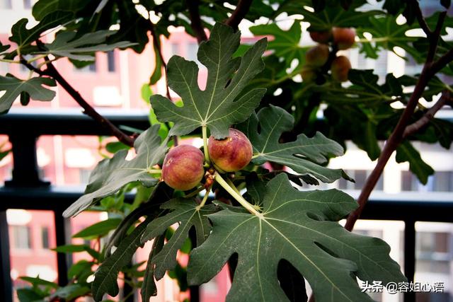 你种过无花果吗?需要注意什么?