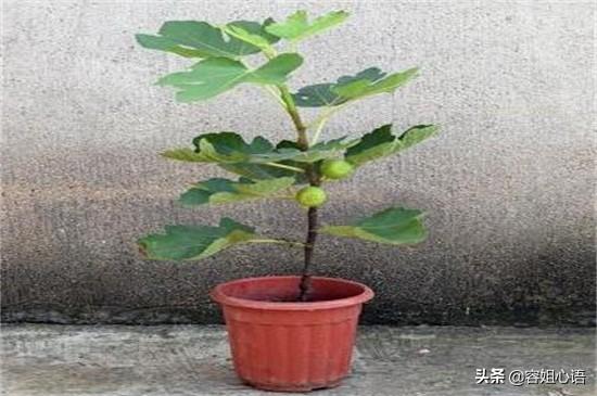 你种过无花果吗?需要注意什么?