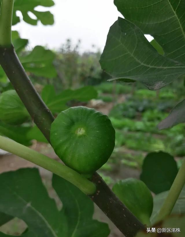 你种过无花果吗?需要注意什么?
