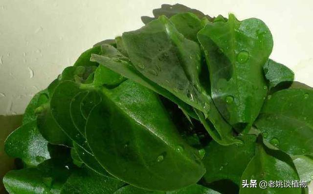 藤三七果实需要晒干吗?藤三七要什么月份摘好？