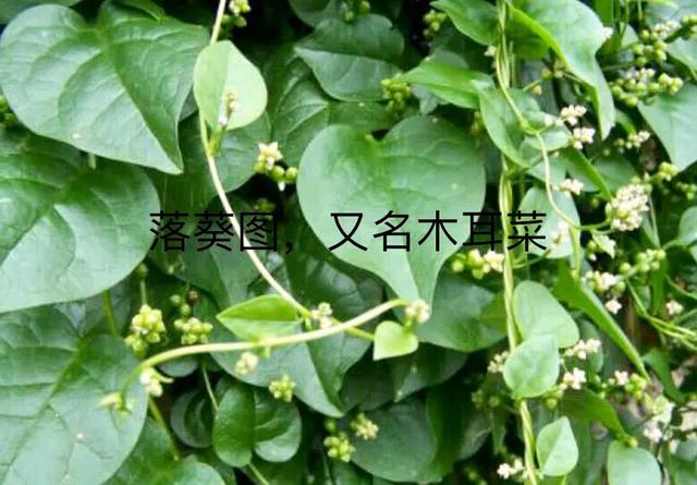 藤三七果实需要晒干吗?藤三七要什么月份摘好？