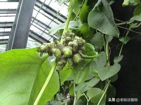 藤三七果实需要晒干吗?藤三七要什么月份摘好？
