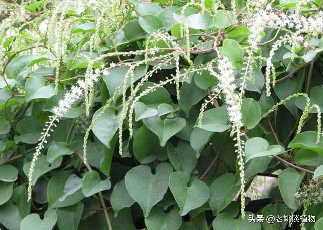 藤三七果实需要晒干吗?藤三七要什么月份摘好？