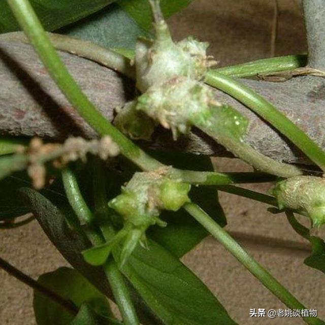 藤三七果实需要晒干吗?藤三七要什么月份摘好？
