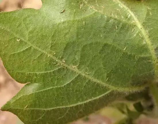 去除蓟马，白天打药可以吗？
