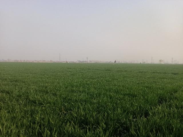 小麦留种会减产吗?