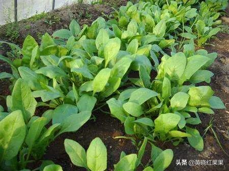 刚出苗的菠菜，需要施肥吗？施什么肥好？