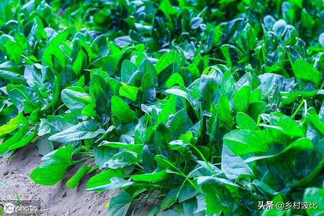 刚出苗的菠菜，需要施肥吗？施什么肥好？