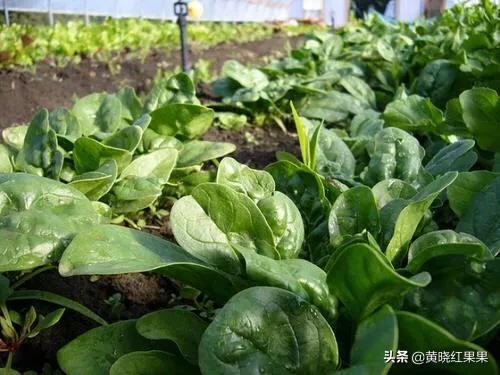 刚出苗的菠菜，需要施肥吗？施什么肥好？