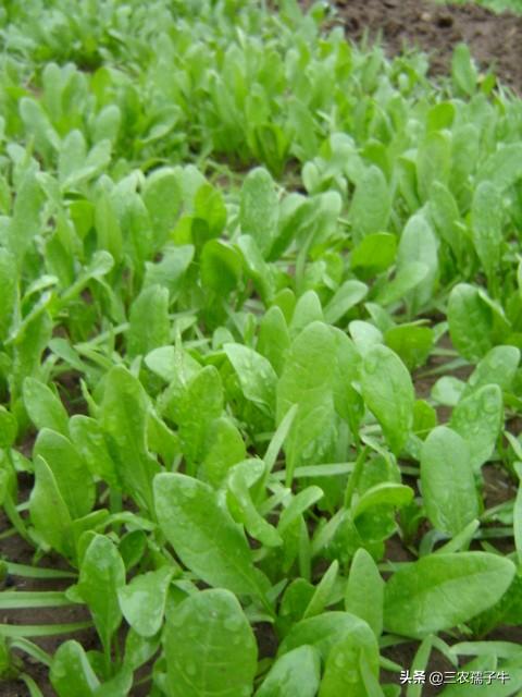 刚出苗的菠菜，需要施肥吗？施什么肥好？