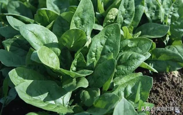 刚出苗的菠菜，需要施肥吗？施什么肥好？