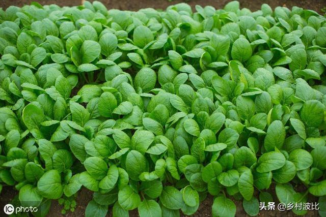 刚出苗的菠菜，需要施肥吗？施什么肥好？