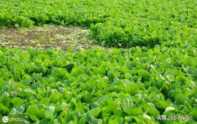 刚出苗的菠菜，需要施肥吗？施什么肥好？