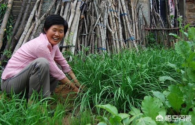 韭菜苗栽上多久才能割?