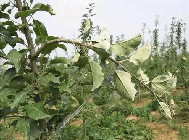 苹果树拉枝到多少角度，最为合理？为什么？