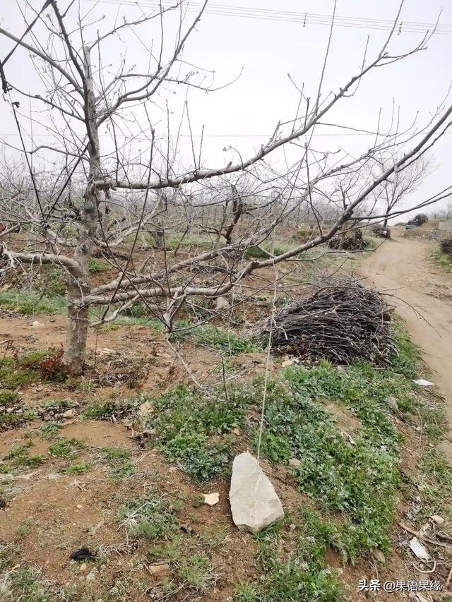 苹果树拉枝到多少角度，最为合理？为什么？