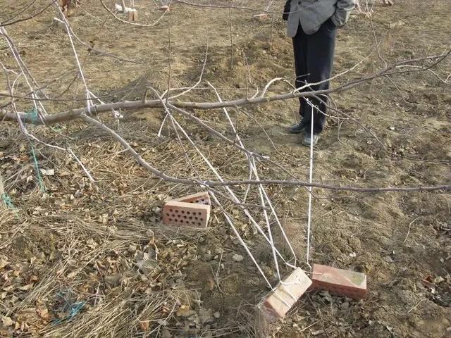 苹果树拉枝到多少角度，最为合理？为什么？