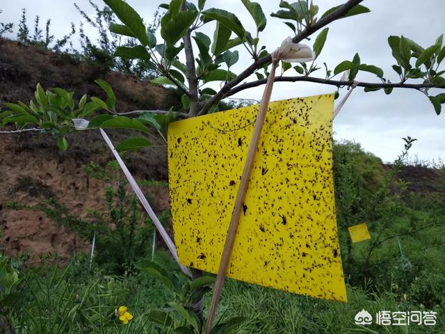 苹果树拉枝到多少角度，最为合理？为什么？