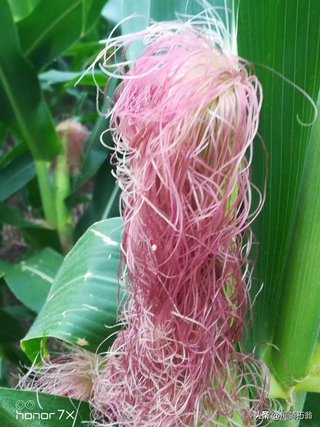 玉米到了后期还要浇吗？