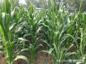 玉米到了后期还要浇吗？