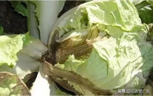 腐烂病 白菜软腐病都有哪些症状。发病规律是什么。防治措施有哪些？