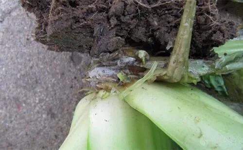 腐烂病 白菜软腐病都有哪些症状。发病规律是什么。防治措施有哪些？