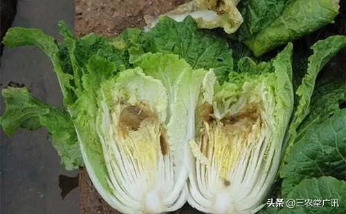 腐烂病 白菜软腐病都有哪些症状。发病规律是什么。防治措施有哪些？