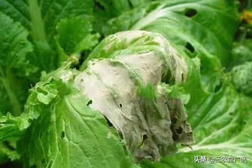 腐烂病 白菜软腐病都有哪些症状。发病规律是什么。防治措施有哪些？