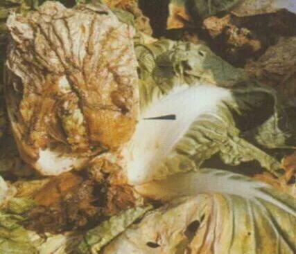腐烂病 白菜软腐病都有哪些症状。发病规律是什么。防治措施有哪些？