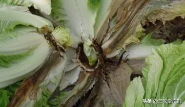腐烂病 白菜软腐病都有哪些症状。发病规律是什么。防治措施有哪些？