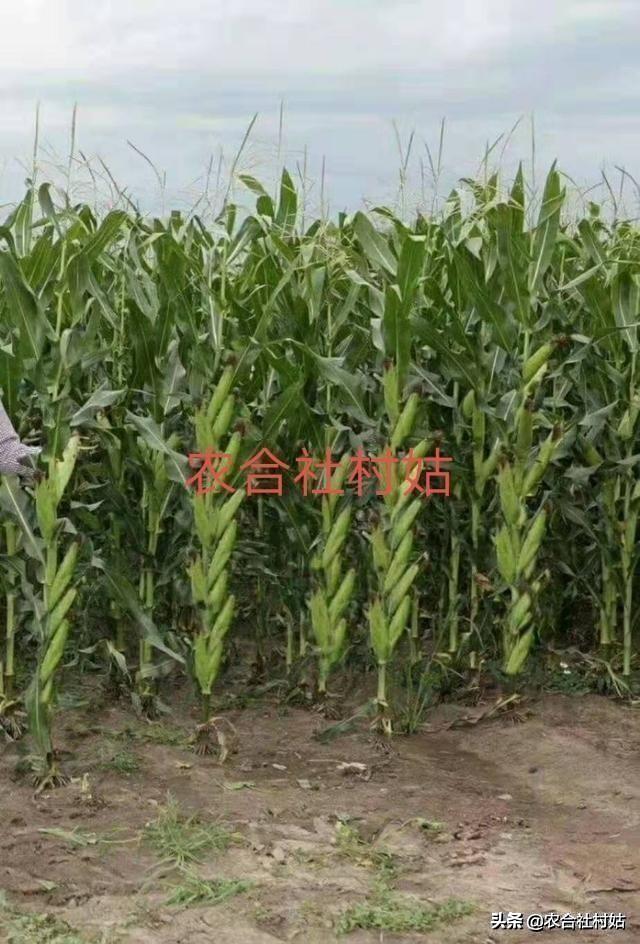 夏季玉米最佳成熟期,需要多少天?