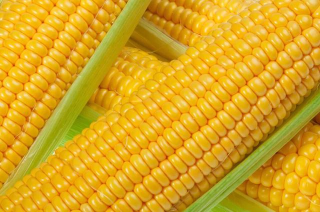 夏季玉米最佳成熟期,需要多少天?