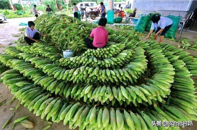 夏季玉米最佳成熟期,需要多少天?