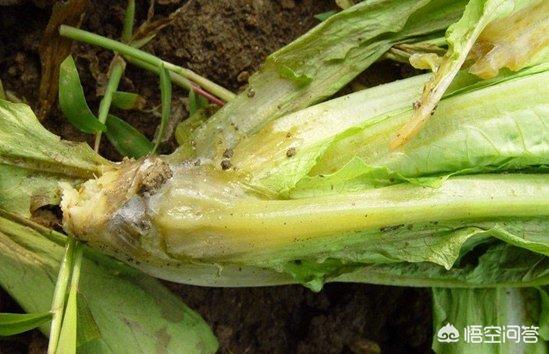 莴笋心叶腐烂是什么病？如何防治？