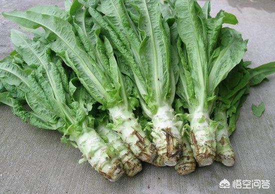 莴笋心叶腐烂是什么病？如何防治？