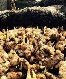姜在催芽时不出芽怎么回事?