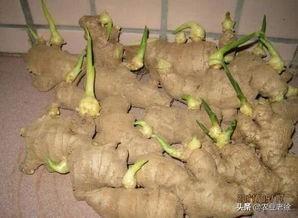 姜在催芽时不出芽怎么回事?