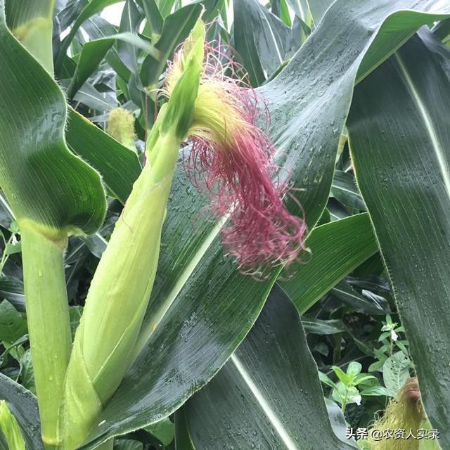 玉米花粒期如何追施花粒肥?